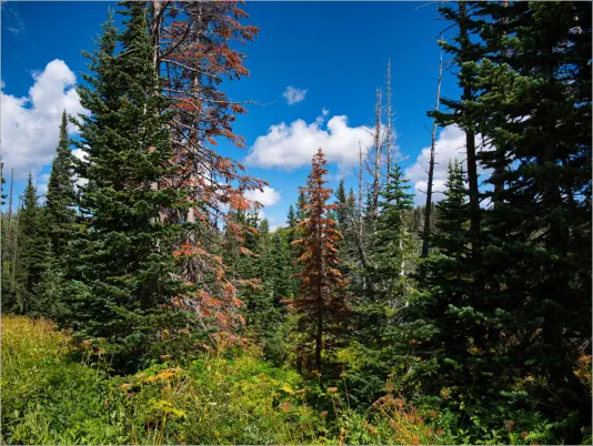 Cedar Breaks National Monument - Utah
