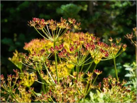 Cedar Breaks National Monument - Utah