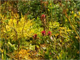 Cedar Breaks National Monument - Utah
