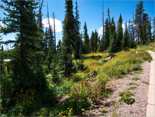 Cedar Breaks National Monument - Utah