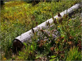 Cedar Breaks National Monument - Utah