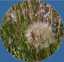 Cedar Breaks National Monument - Utah
