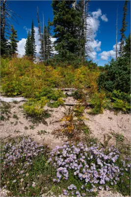 Cedar Breaks National Monument - Utah