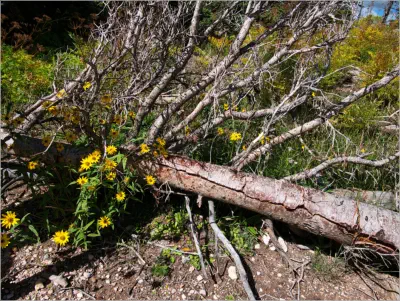 Cedar Breaks National Monument - Utah