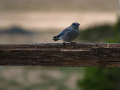 Great Sand Dunes National Park - Colorado