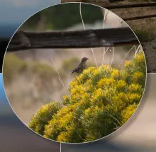 Great Sand Dunes National Park - Colorado