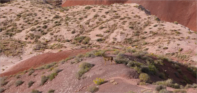 Painted Desert - Petrified Forest NP - AZ