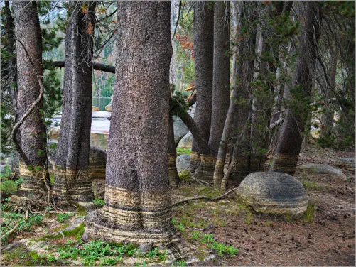 Yosemite NP - Tioga Road - Tenaya Lake