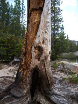 Yosemite NP - Tioga Road - Tenaya Lake