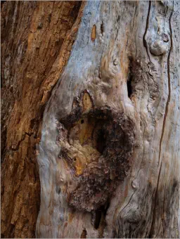 Yosemite NP - Tioga Road - Tenaya Lake