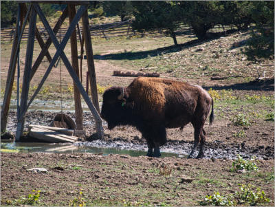 Bison-Herde in der Nähe vom Zion NP - Utah