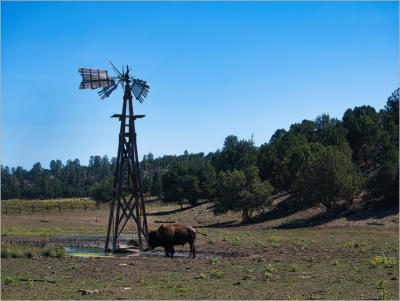 Bison-Herde in der Nähe vom Zion NP - Utah