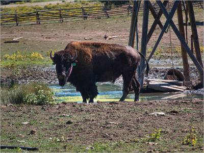 Bison-Herde in der Nähe vom Zion NP - Utah