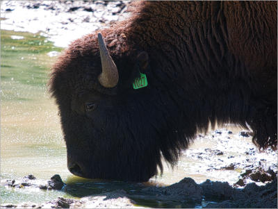 Bison-Herde in der Nähe vom Zion NP - Utah