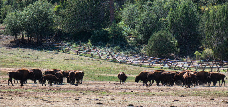 Bison-Herde in der Nähe vom Zion NP - Utah