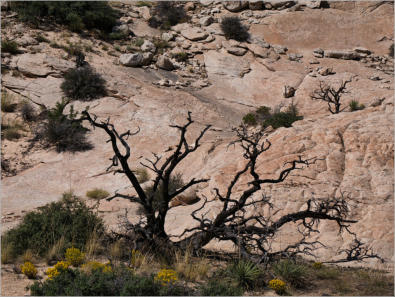 Cottonwood Canyon Road - UT