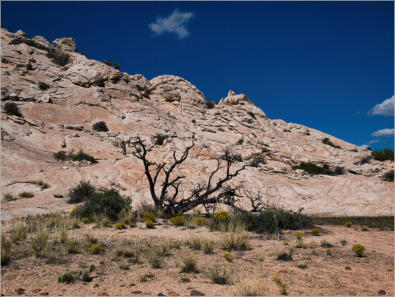 Cottonwood Canyon Road - UT