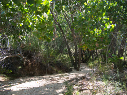 Cottonwood Canyon Road - UT