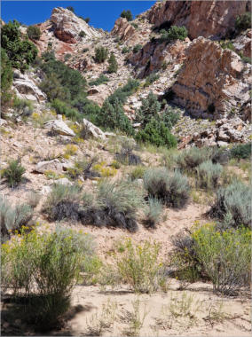 Cottonwood Canyon Road - UT