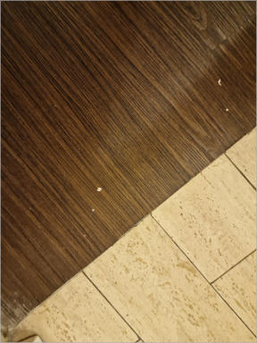 Flamingo Hotel - Las Vegas, NV