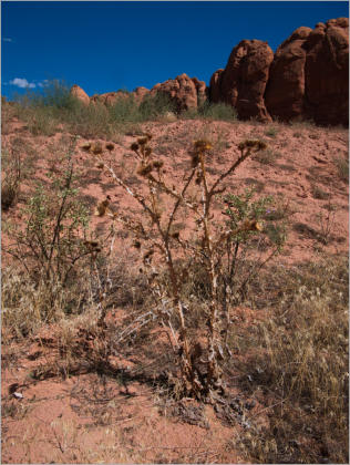 House Rock Valley Road - Upper Buckskin Wanderung, UT