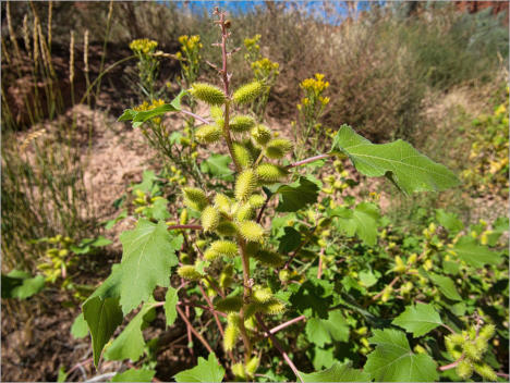 House Rock Valley Road - Upper Buckskin Wanderung, UT