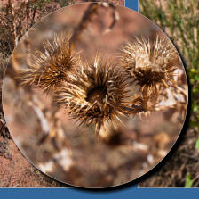 House Rock Valley Road - Upper Buckskin Wanderung, UT