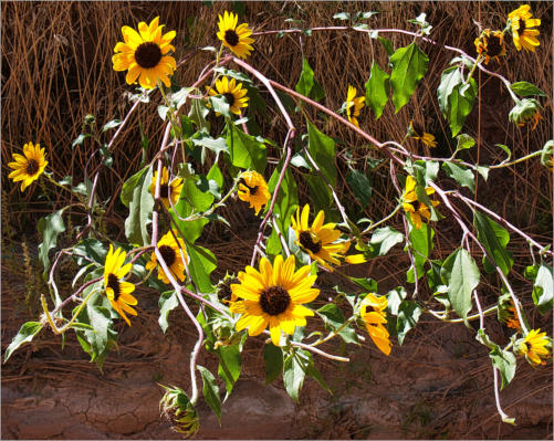 House Rock Valley Road - Upper Buckskin Wanderung, UT