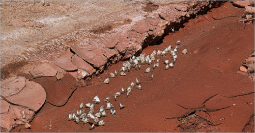House Rock Valley Road - Upper Buckskin Wanderung, UT