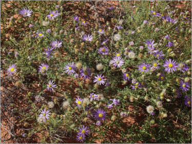 House Rock Valley Road - Upper Buckskin Wanderung, UT