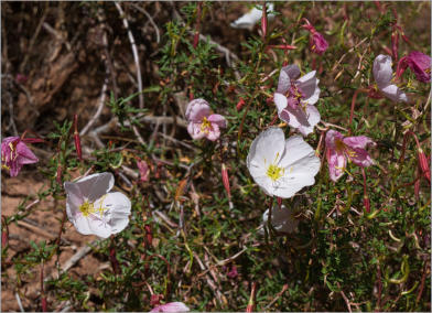 House Rock Valley Road - Upper Buckskin Wanderung, UT
