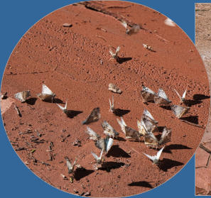 House Rock Valley Road - Upper Buckskin Wanderung, UT
