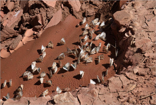 House Rock Valley Road - Upper Buckskin Wanderung, UT