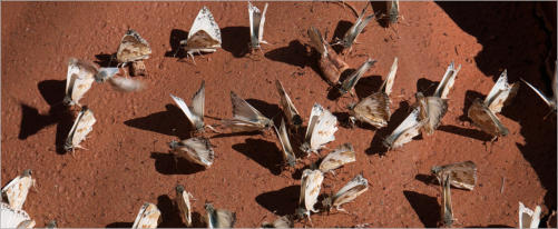 House Rock Valley Road - Upper Buckskin Wanderung, UT