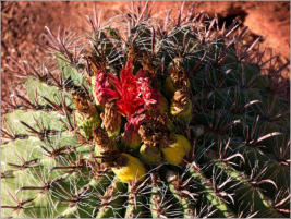 Red Hills Desert Garden - St. George, UT