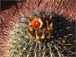 Red Hills Desert Garden - St. George, UT