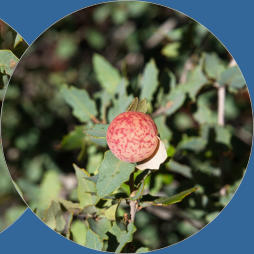 Snow Canyon State Park, UT - Butterfly Trail