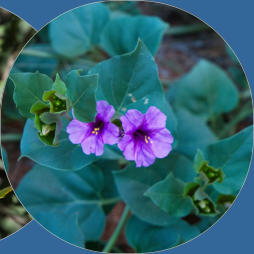 Snow Canyon State Park, UT - Butterfly Trail