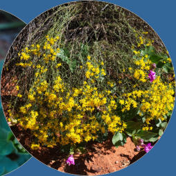 Snow Canyon State Park, UT - Butterfly Trail