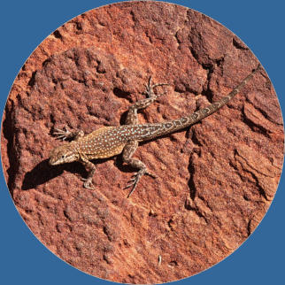 Snow Canyon State Park, UT - Butterfly Trail