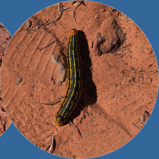 Snow Canyon State Park, UT - Butterfly Trail