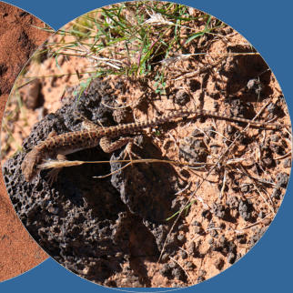 Snow Canyon State Park, UT - Butterfly Trail