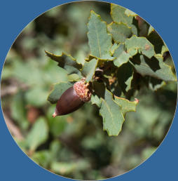 Snow Canyon State Park, UT - Butterfly Trail