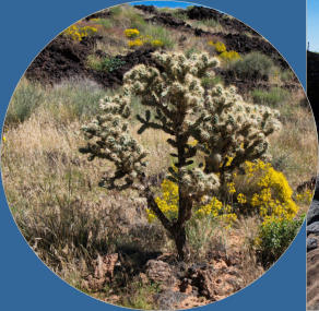 Snow Canyon State Park, UT - Lava Flow Trail