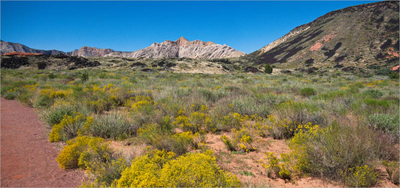 Snow Canyon State Park, UT - Tortoise Walk