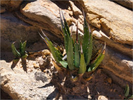 Snow Canyon State Park, UT - Whiterocks Trail