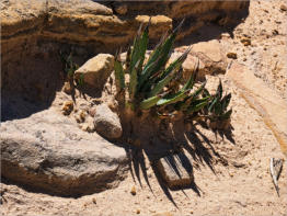 Snow Canyon State Park, UT - Whiterocks Trail