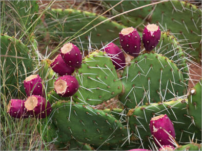 Zion NP - Pa'rus Trail, UT