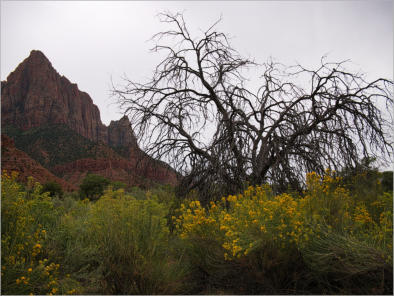 Zion NP - Pa'rus Trail, UT