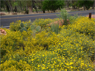 Zion NP - The Grotto Trail, UT